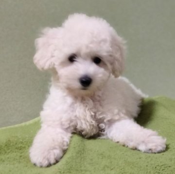 トイプードル(トイ)【千葉県・男の子・2023年6月15日・ホワイト】の写真「【週末セール】綿菓子の様な男の仔です。」