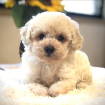 トイプードル(トイ)【千葉県・男の子・2023年6月15日・ホワイト】の写真「綿菓子の様な男の仔です。」