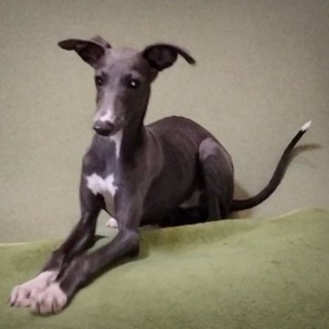 イタリアングレーハウンド【千葉県・男の子・2023年4月21日・ブルー&ホワイト】の写真「お鼻周りの白毛がチャームポイントです。」