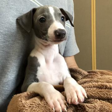 イタリアングレーハウンド【千葉県・男の子・2022年5月3日・ブルー&ホワイト】の写真「クリクリお目々の男の子」