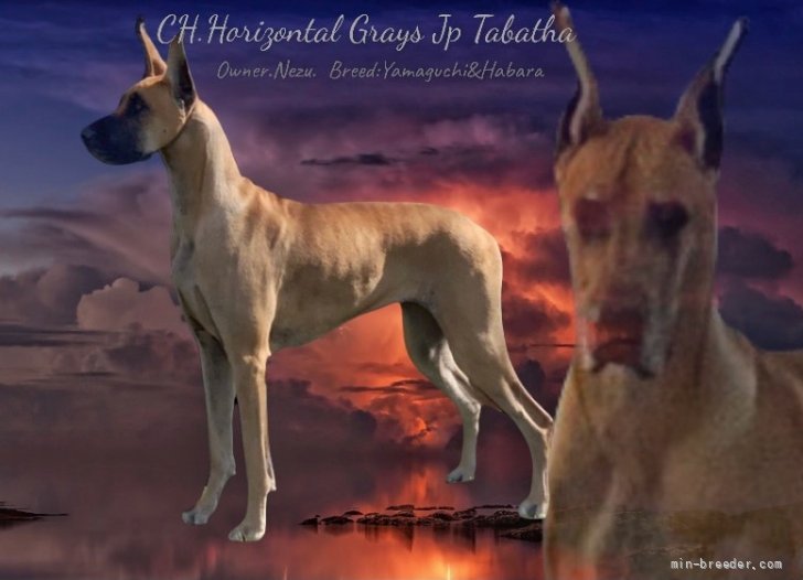 根津　祐子(ねづ　ゆうこ)ブリーダー(群馬県・グレートデン・JKC登録)の紹介写真2