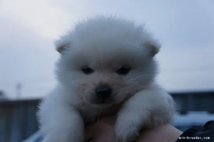 福丸 様のお迎えした子犬