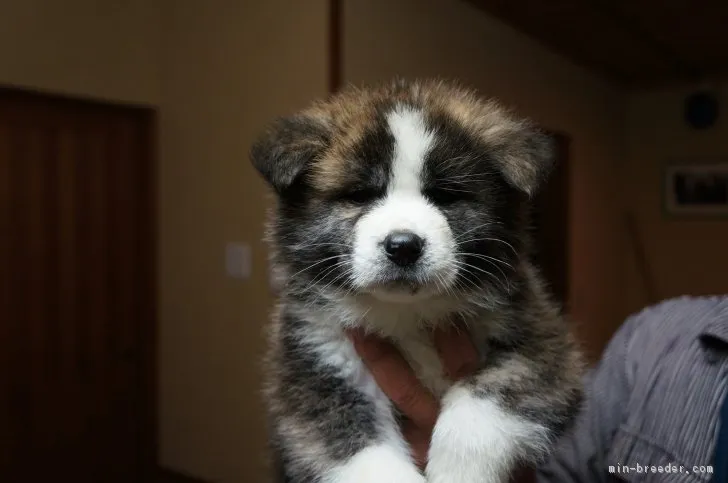 秋田犬【群馬県・男の子・2018年1月5日・虎毛】の写真1「2018/02/19撮影」