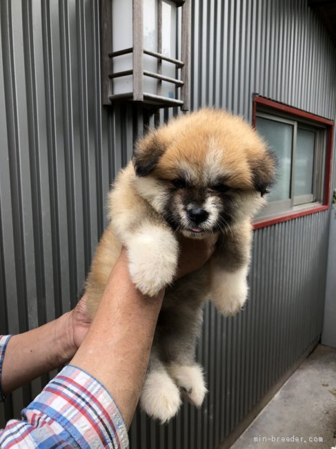 秋田犬 群馬県 女の子 年5月18日 赤 むく毛の可愛い女の子です みんなのブリーダー 子犬id 06
