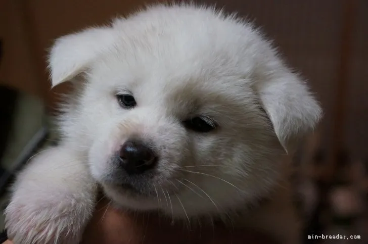 ケンジロウ 様のお迎えした子犬