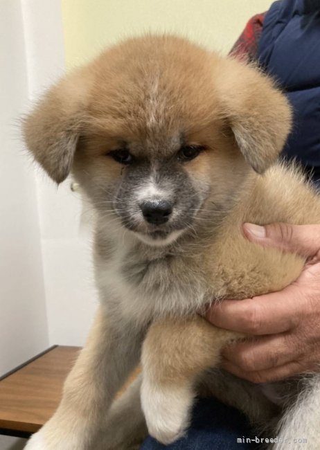 秋田犬 群馬県 女の子 21年8月24日 赤毛 人懐っこい女の子です みんなのブリーダー 子犬id 2110 秋田犬 群馬県 女の子 21年8月24日 赤毛 人懐っこい女の子です みんなのブリーダー 子犬id 2110
