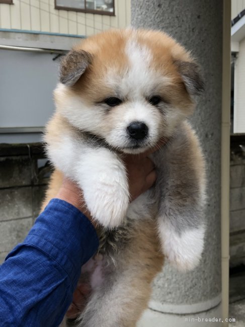 秋田犬 群馬県 男の子 年4月28日 あか むく毛 毛がもこもこの可愛い男子です みんなのブリーダー 子犬id 06