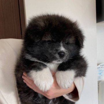 秋田犬【群馬県・男の子・2022年12月21日・虎毛】の写真「ふっくらした黒虎のかわいい男の子です。」