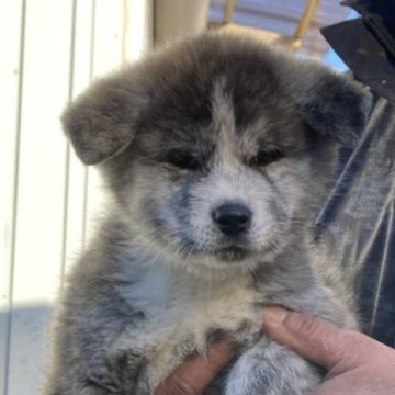 秋田犬【群馬県・女の子・2022年12月21日・虎毛】の写真「虎毛の綺麗な女の子です。
ワクチンマイクロチップ済」