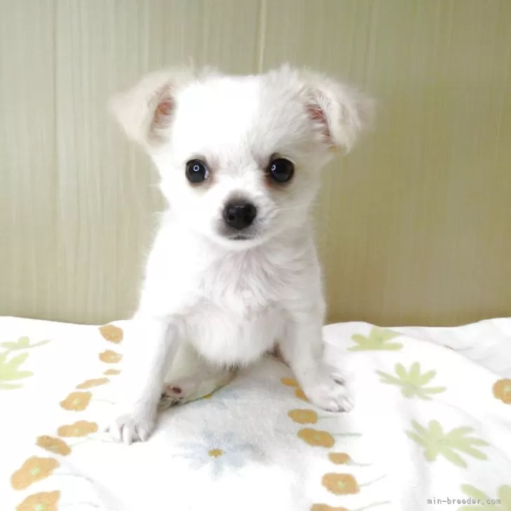 H.K 様のお迎えした子犬