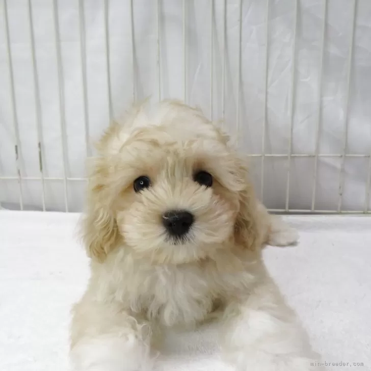 ID：2505-06165の子犬