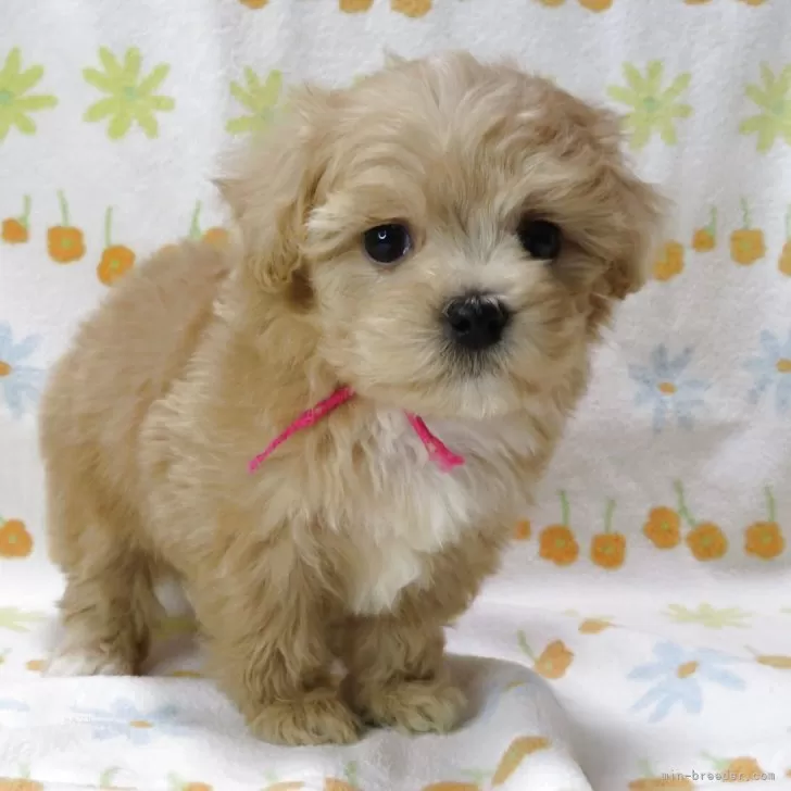 ID：2504-01277の子犬
