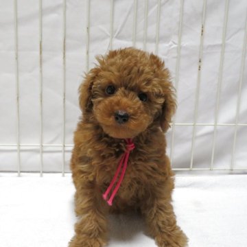 トイプードル(トイ)【茨城県・女の子・2025年9月11日・レッド】の写真「可愛い女の子です。」