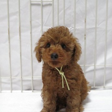 トイプードル(トイ)【茨城県・女の子・2025年9月11日・レッド】の写真「可愛い女の子です。」