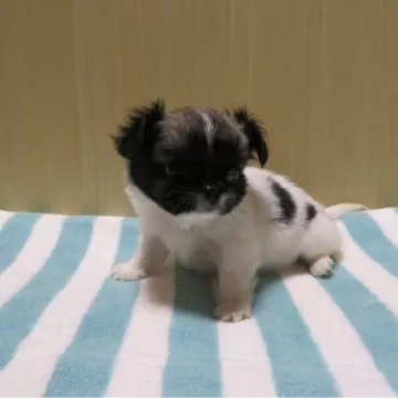 仔犬様ご確認ページ MIX犬 】生後4ヶ月のチワックス成長記録！2ヵ月で大変身しました