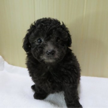 トイプードル(トイ)【茨城県・男の子・2024年10月17日・シルバー】の写真「可愛い男の子です。」