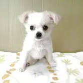 チワワ(ロング)