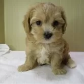 マルプー(トイプードル×マルチーズ)【茨城県・男の子・2024年10月19日・アプリコット】の写真1
