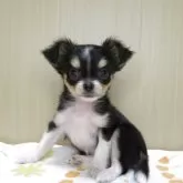 チワワ(ロング)