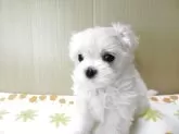 マルチーズ【茨城県・女の子・2025年6月4日・ホワイト】の写真4
