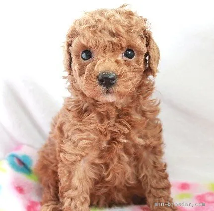 ID：1912-01031の子犬
