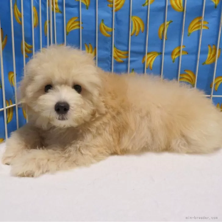 ID:2408-06492の子犬