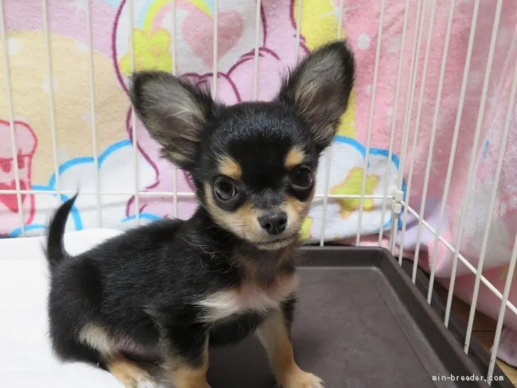ID:2103-02658の子犬