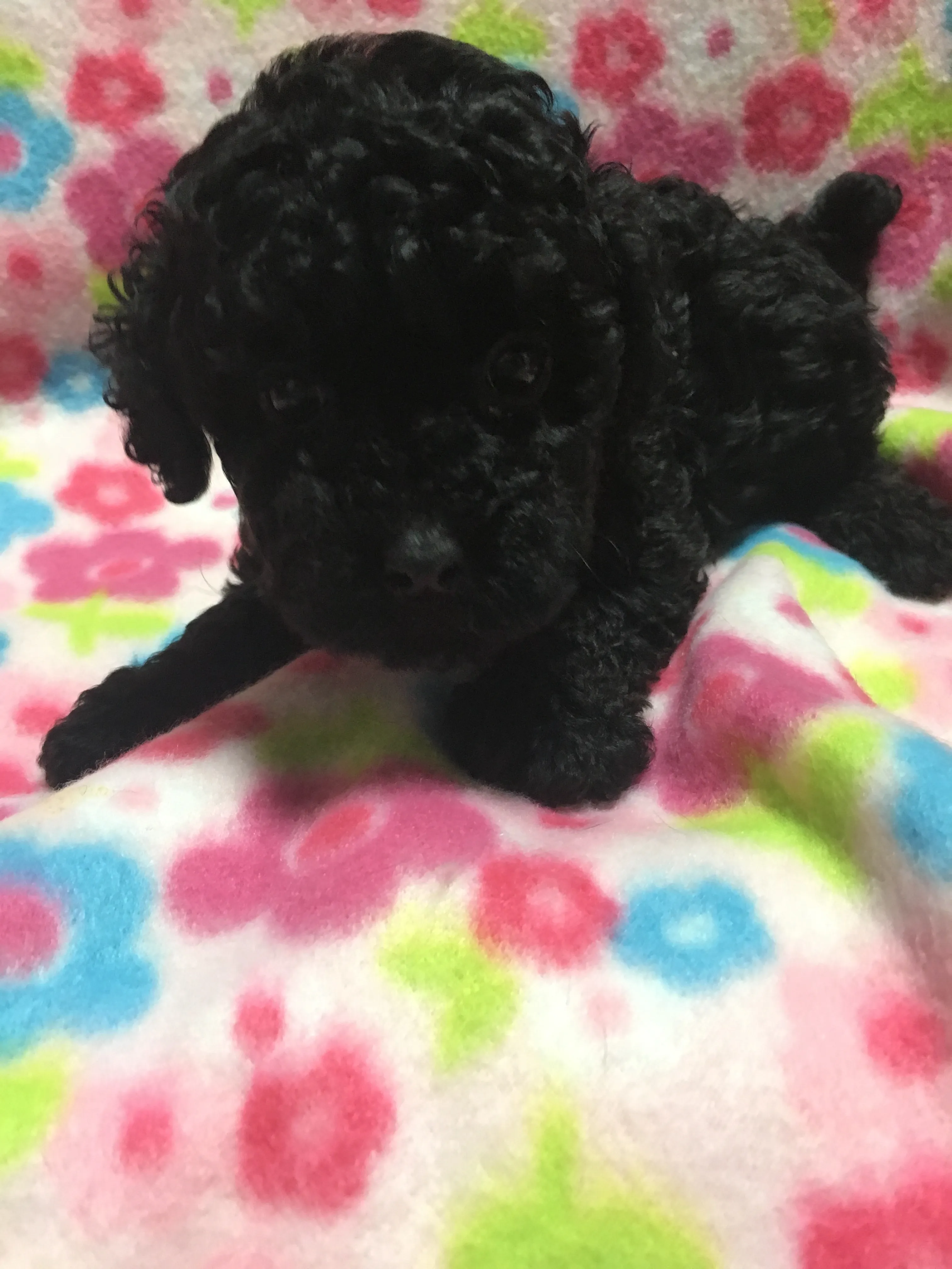 ID：1607-00276の子犬