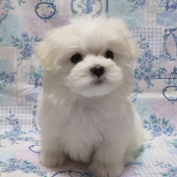 ID：2302-00637の子犬