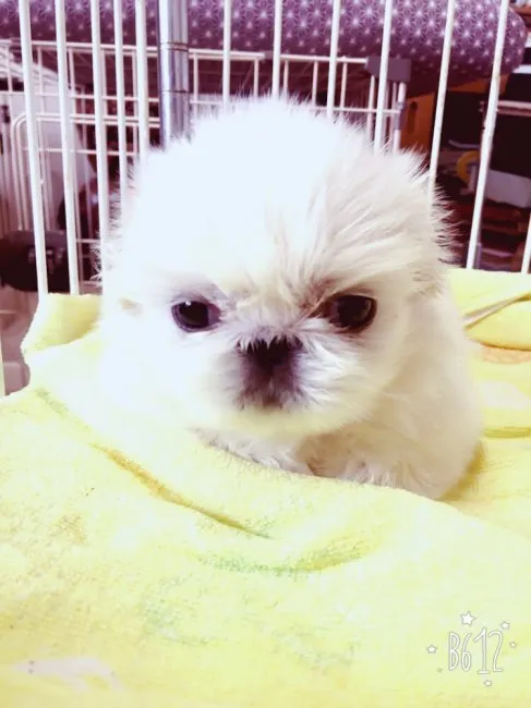 ID:1605-01678の子犬