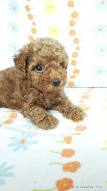 ID：2008-00038の子犬