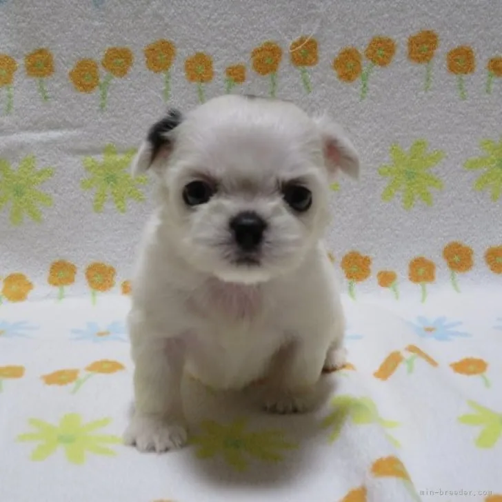 ID：2306-01629の子犬