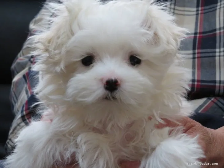 ID：2011-02984の子犬