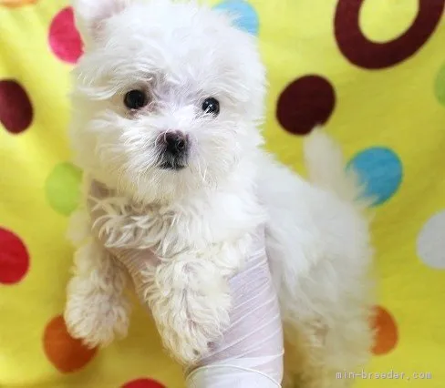 ID：1809-00527の子犬