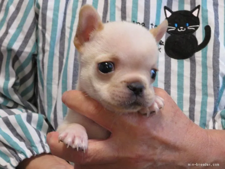 K.O 様のお迎えした子犬