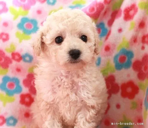 れんげ 様のお迎えした子犬
