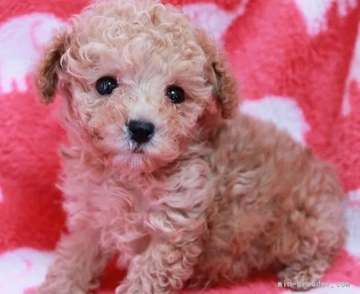 シェリー 様のお迎えした子犬