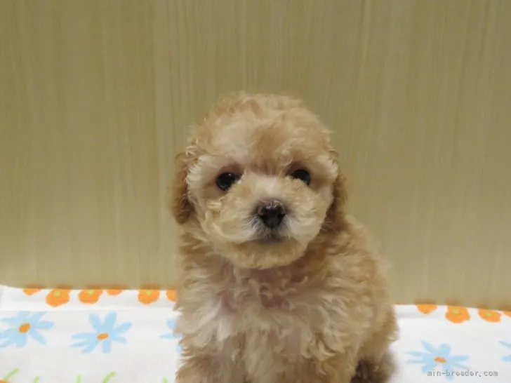 ID:2109-02556の子犬