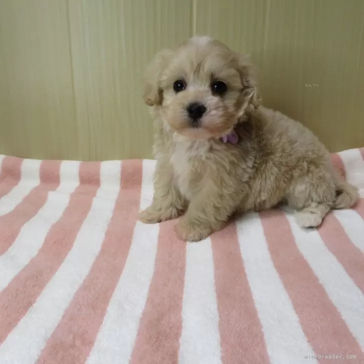 ID:2403-00595の子犬