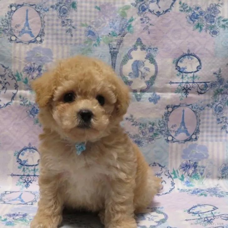 ID:2310-05724の子犬