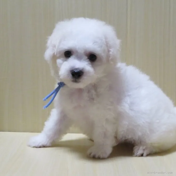 ID：2311-00800の子犬