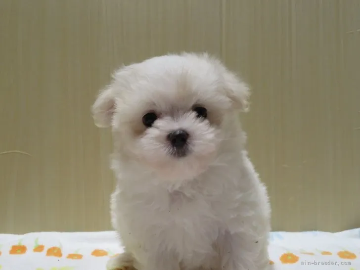 ID:2201-03320の子犬