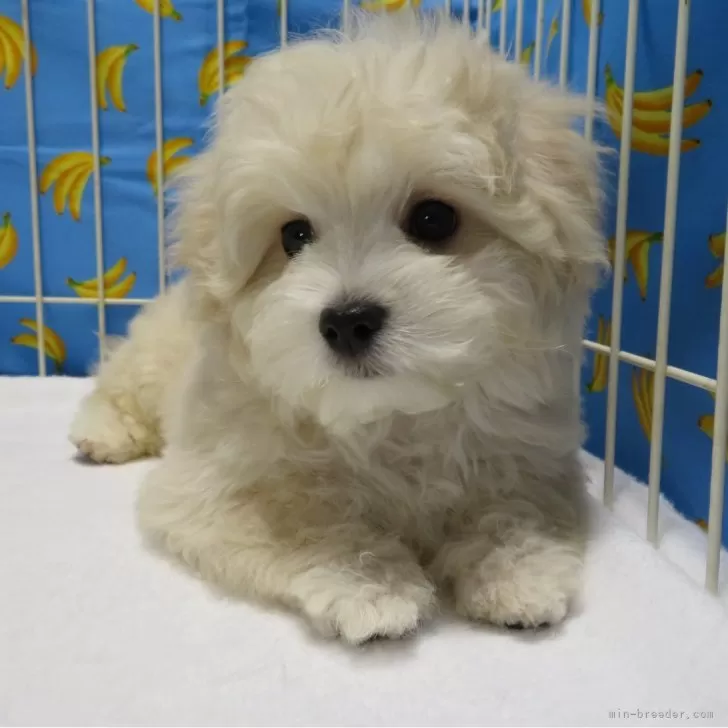K.N 様のお迎えした子犬