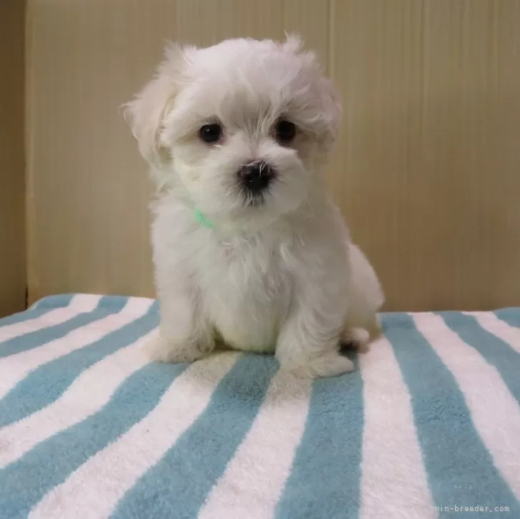 ID:2410-03152の子犬