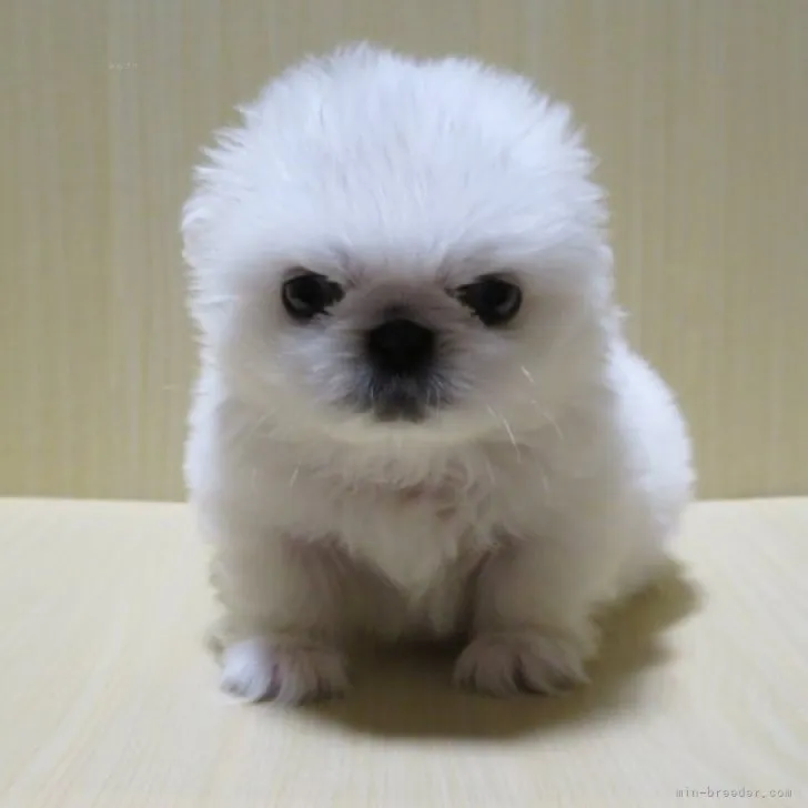 ID:2310-05872の子犬