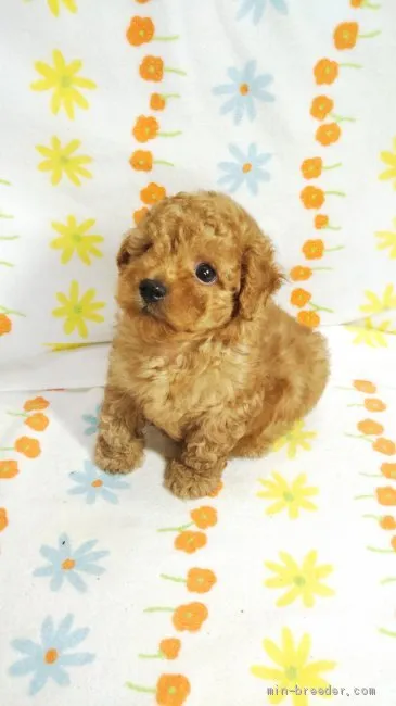 ID：2008-00036の子犬