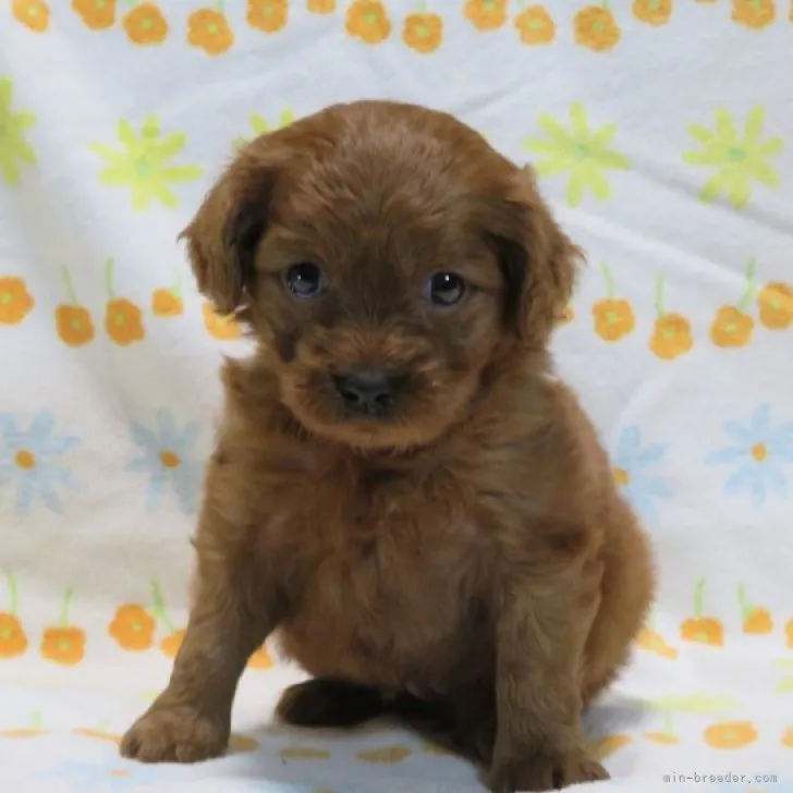 ID：2301-01628の子犬