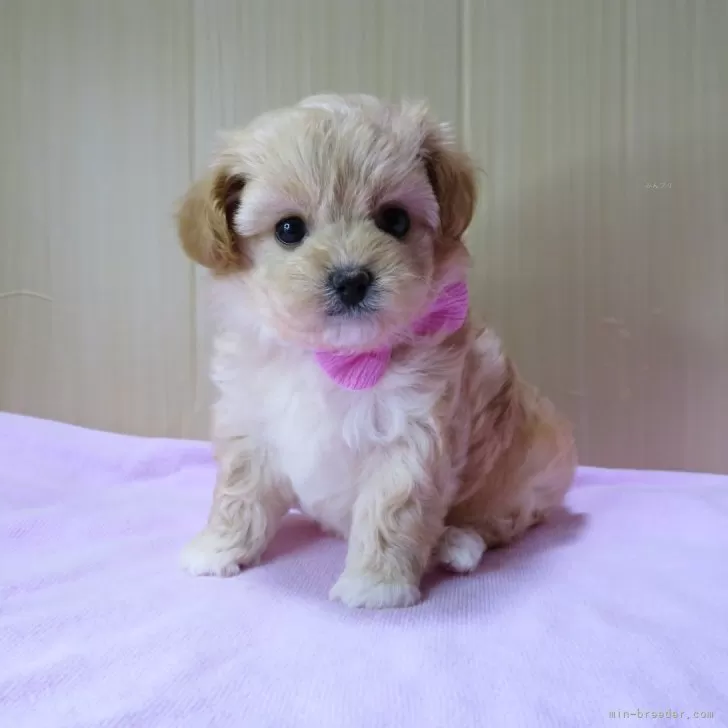 ID:2403-05780の子犬