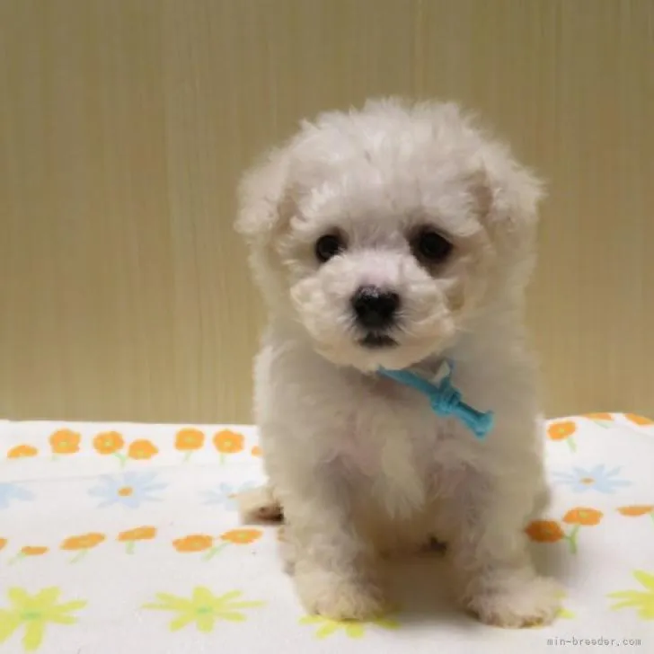 ID：2210-03032の子犬