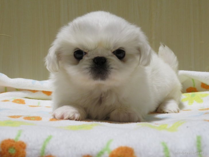 ペキニーズ 茨城県 女の子 21年10月4日 ホワイト 可愛い女の子です みんなのブリーダー 子犬id 2111